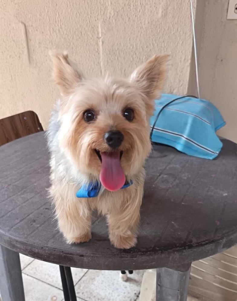 Zeus, mascota de Leonor